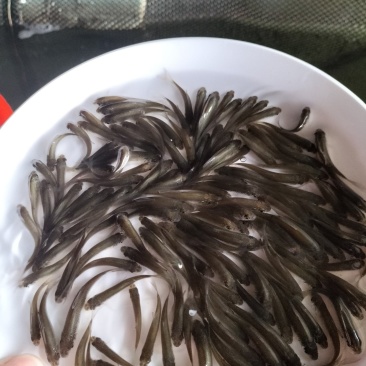 优质淡水鲮鱼苗草鱼苗红鲤鱼苗土鲮鱼苗麦鲮泰鲮鱼苗活体鱼塘