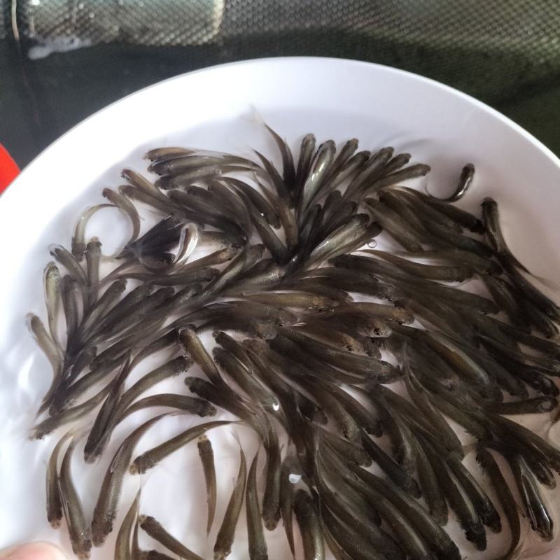 优质淡水鲮鱼苗草鱼苗红鲤鱼苗土鲮鱼苗麦鲮泰鲮鱼苗活体鱼塘