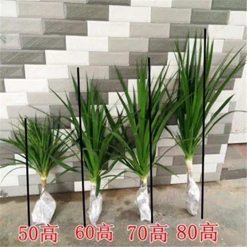 大型绿植龙须树多头龙血树龙铁树室内客厅盆栽花卉植物办公室