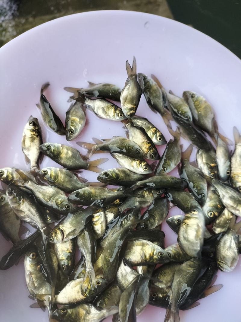 优质缩骨大头鱼苗缩骨胖头鱼缩骨花鲢鱼浮水鱼上层鱼淡水养殖