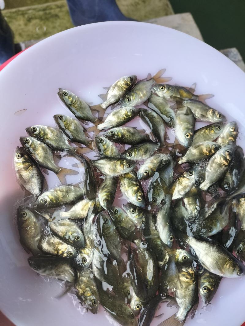 优质缩骨大头鱼苗缩骨胖头鱼缩骨花鲢鱼浮水鱼上层鱼淡水养殖