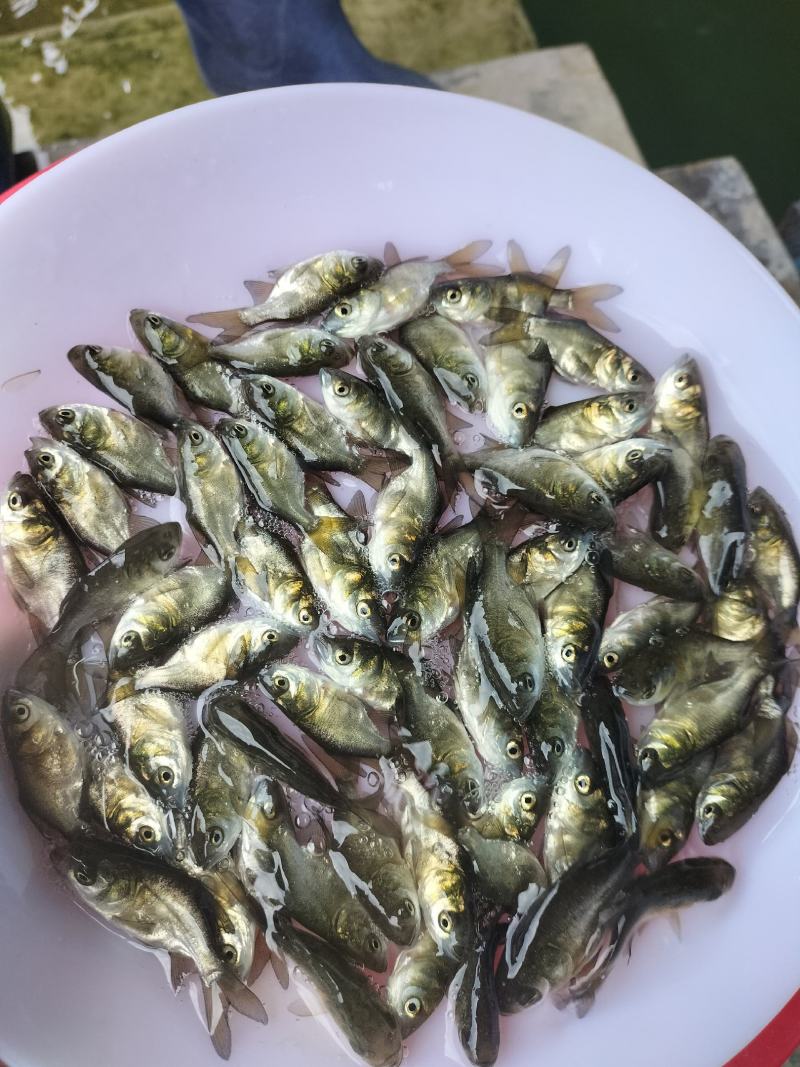 优质缩骨大头鱼苗缩骨胖头鱼缩骨花鲢鱼浮水鱼上层鱼淡水养殖