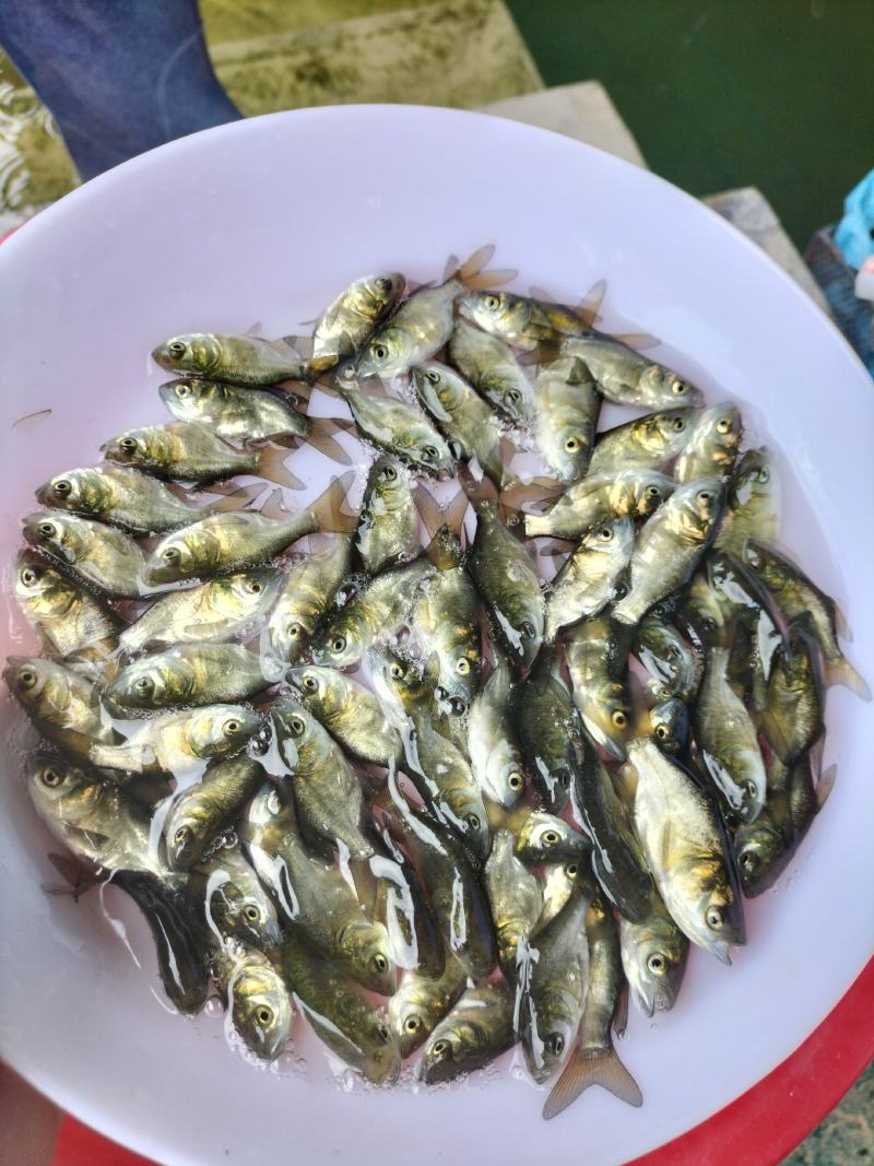 优质缩骨大头鱼苗缩骨胖头鱼缩骨花鲢鱼浮水鱼上层鱼淡水养殖