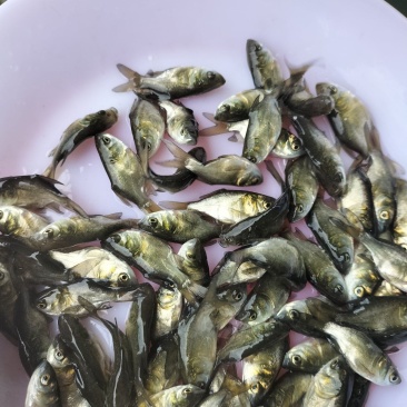 优质缩骨大头鱼苗缩骨胖头鱼缩骨花鲢鱼浮水鱼上层鱼淡水养殖