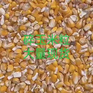 东北大玉米净粮碎玉米粒大量现货养殖户**