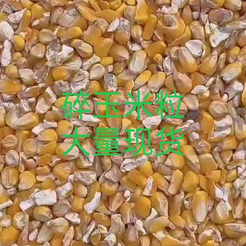 东北大玉米净粮碎玉米粒大量现货养殖户**