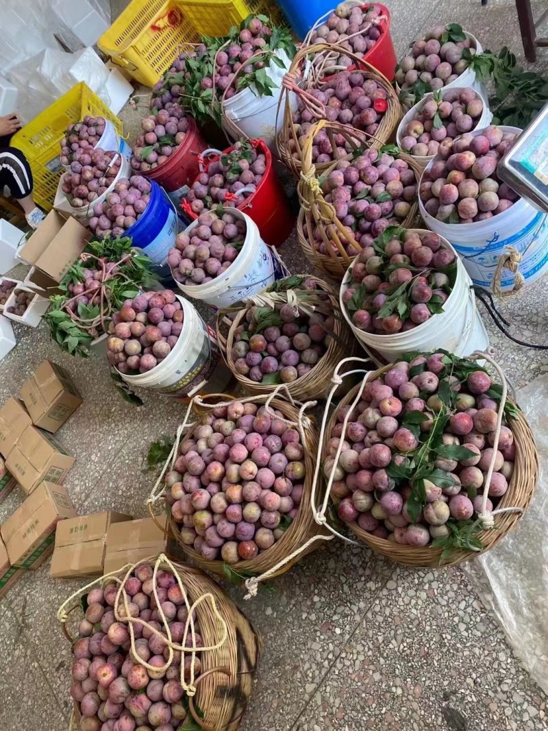 广东信宜钱排三华李，市场，电商平台，主播代发，欢迎合作