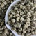 新茶茉莉花茶批发白龙珠白凤珠花香浓郁耐泡支持代发