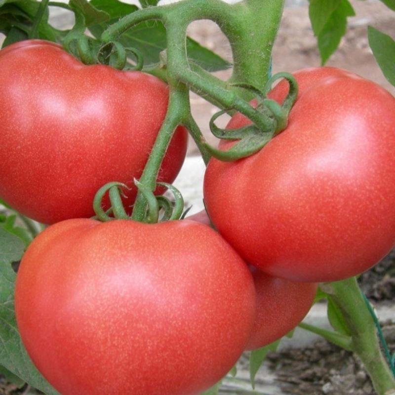 山东聊城西红柿颜色果形好，一手货源，大量上市