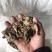 中药材白芨干货块茎