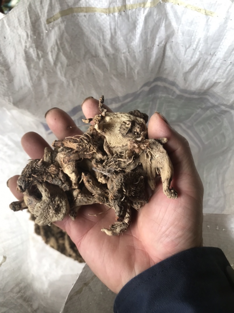 中药材白芨干货块茎