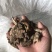 中药材白芨干货块茎