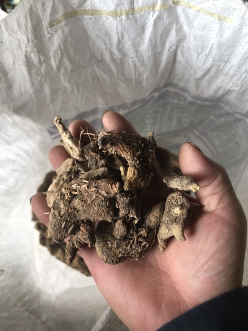 中药材白芨干货块茎