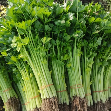 蔬菜