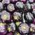 【精品】紫圆茄，产地直销，量大从优，供应市场商超电商