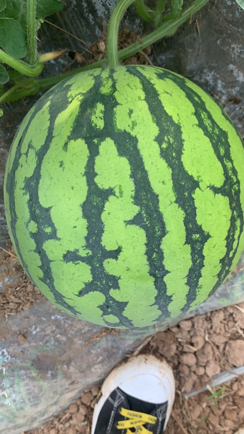8424基地直发，质量3包，直播苗，糖度13起熟度好
