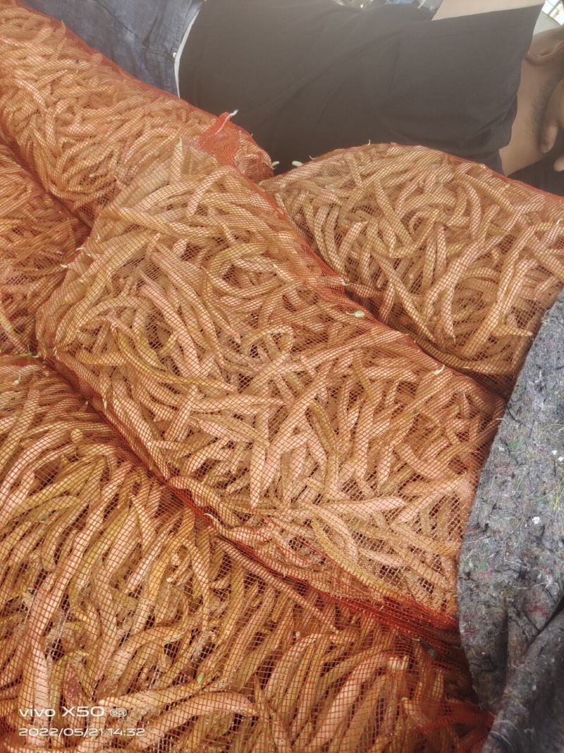 精品白不老，精品白芸豆质量杠杠的，价格美丽，量大
