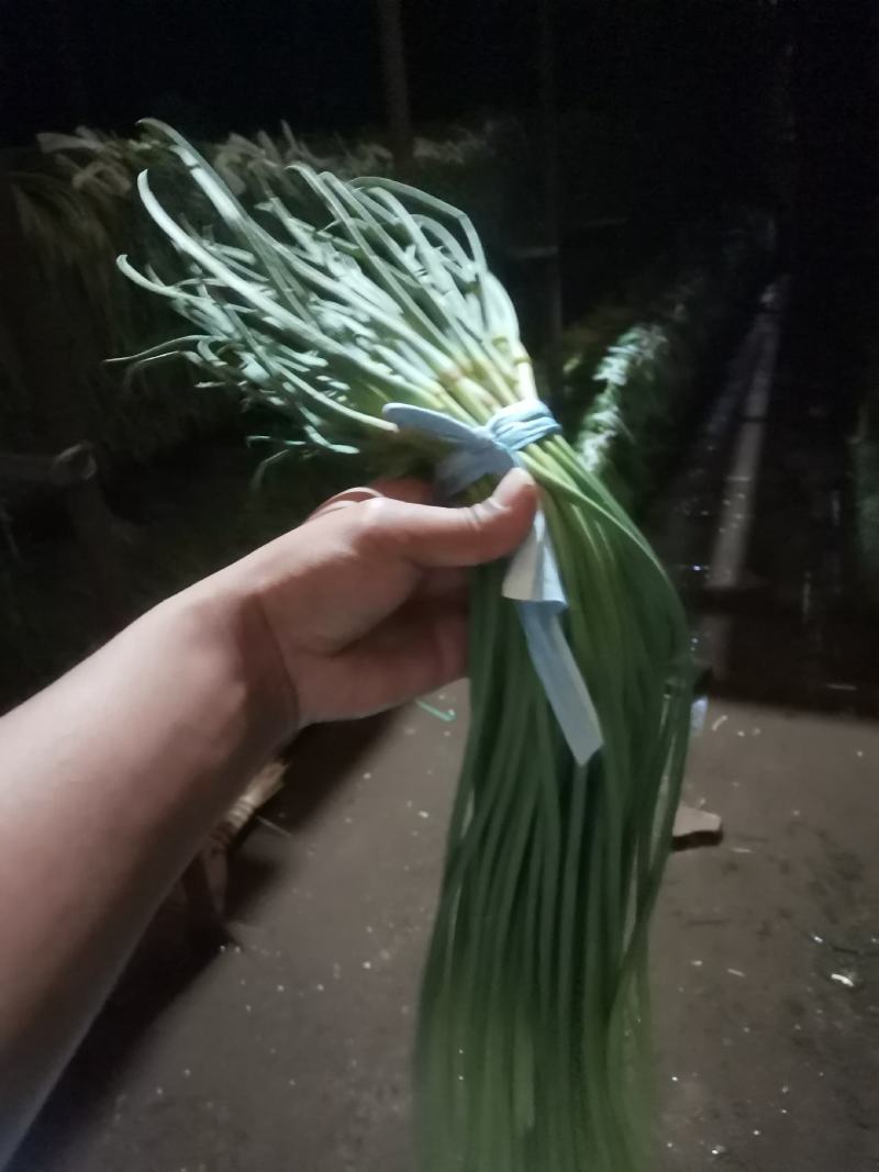 冷库红帽蒜苔…供应各种连锁超市…精品加工包装