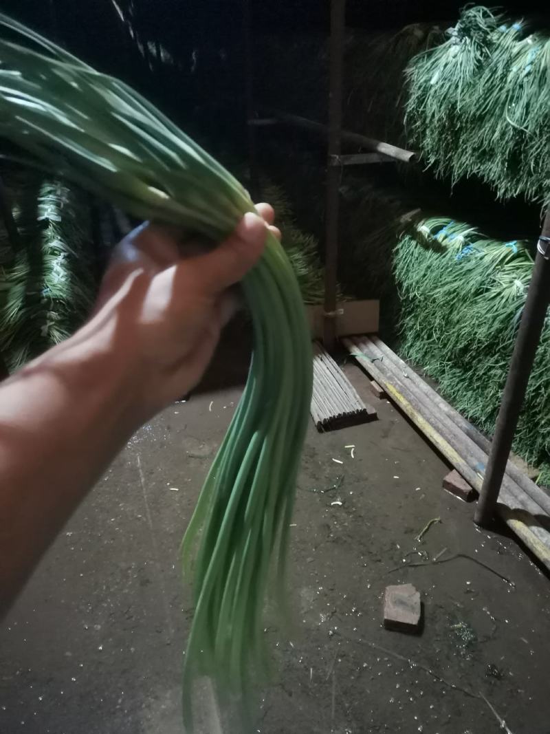 冷库红帽蒜苔…供应各种连锁超市…精品加工包装