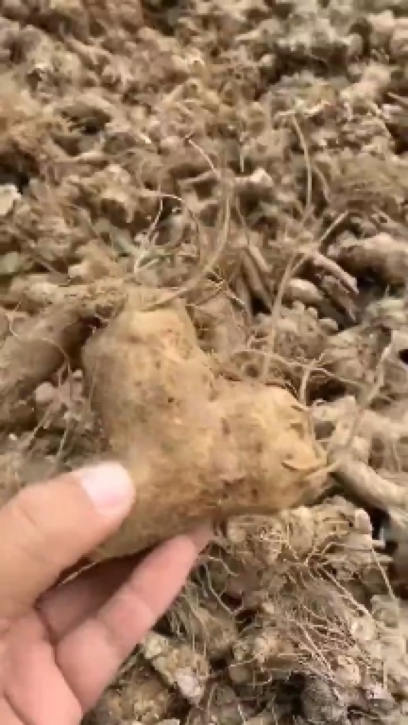 改良白术仔，包发芽率，免费提供技术后期包回收。