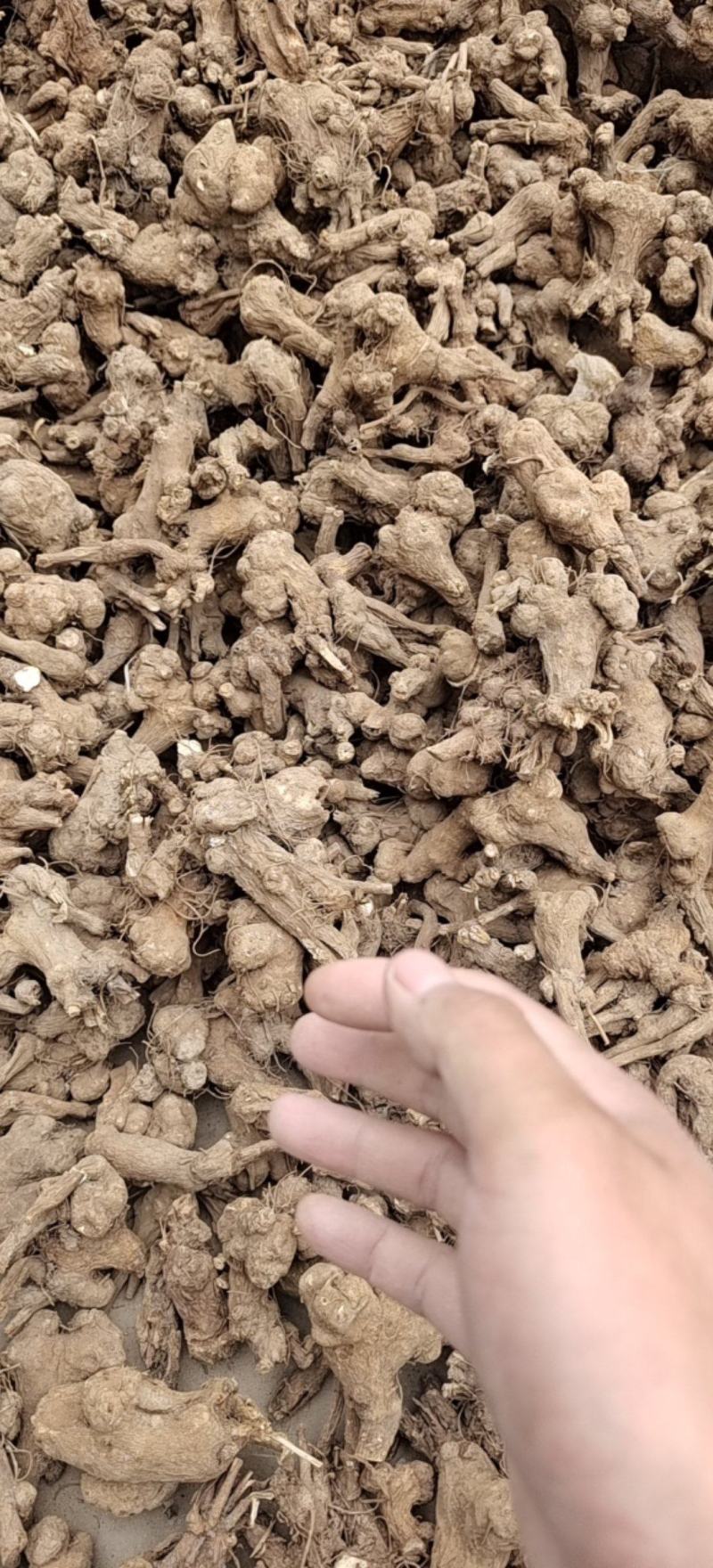 改良白术仔，包发芽率，免费提供技术后期包回收。
