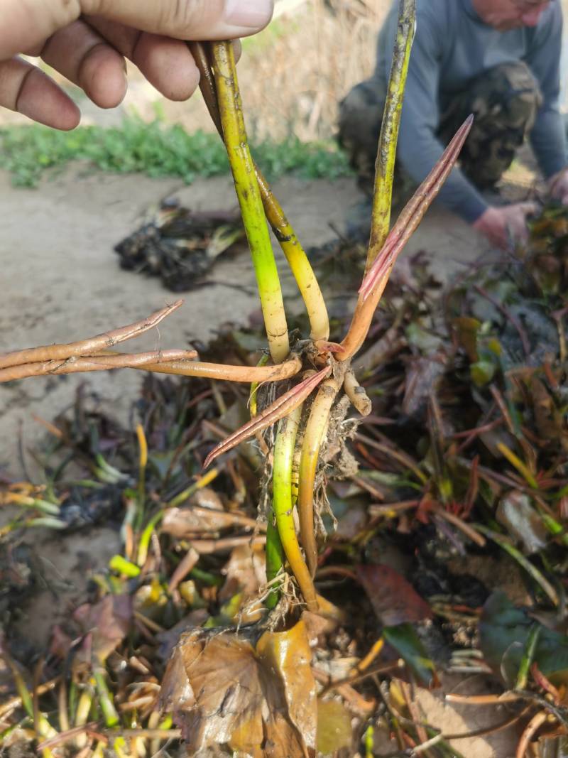 水生植物