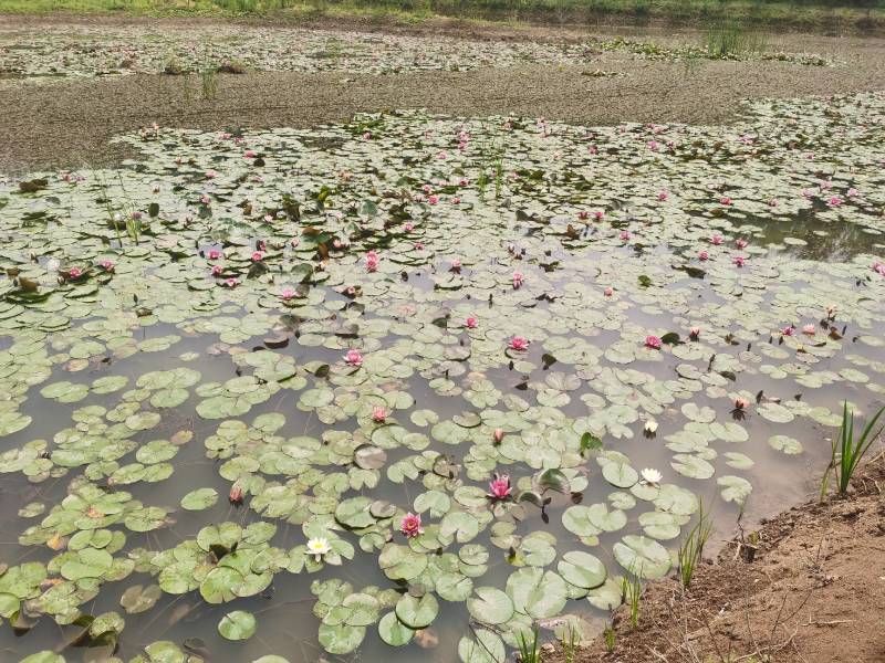 水生植物