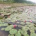 水生植物