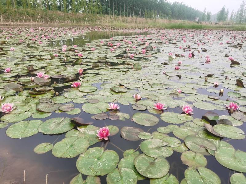 水生植物