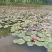 水生植物