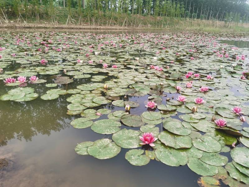 水生植物