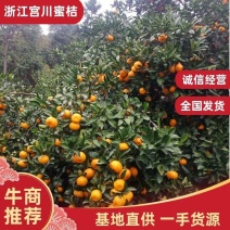 晚熟宫川蜜桔，大量供货口感质量上佳，产地直供，可视频看货
