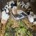 豚鼠荷兰猪