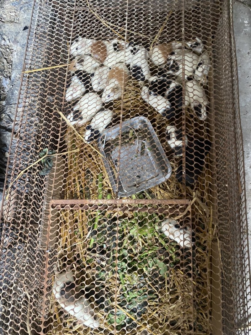 豚鼠荷兰猪