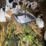 豚鼠荷兰猪