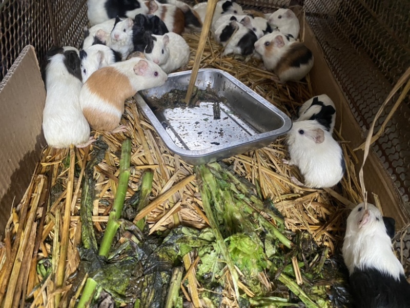 豚鼠荷兰猪