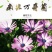 南非万寿菊种子蓝目菊耐寒景观庭院花卉四季播种开花非洲菊花