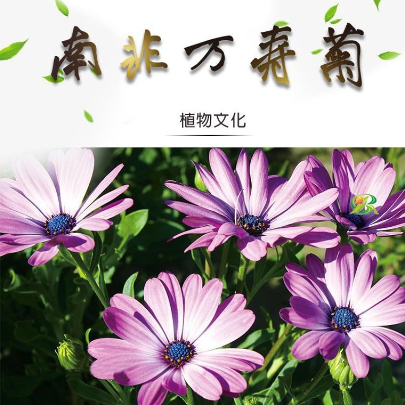 南非万寿菊种子蓝目菊耐寒景观庭院花卉四季播种开花非洲菊花