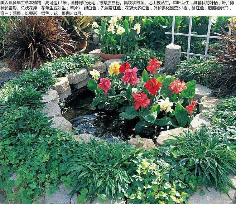 美人蕉种子红艳蕉小花美人蕉小芭蕉黄花庭院花籽易活花种籽子