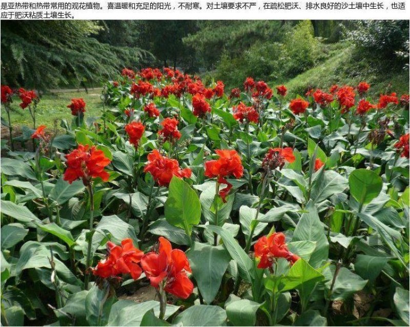 美人蕉种子红艳蕉小花美人蕉小芭蕉黄花庭院花籽易活花种籽子