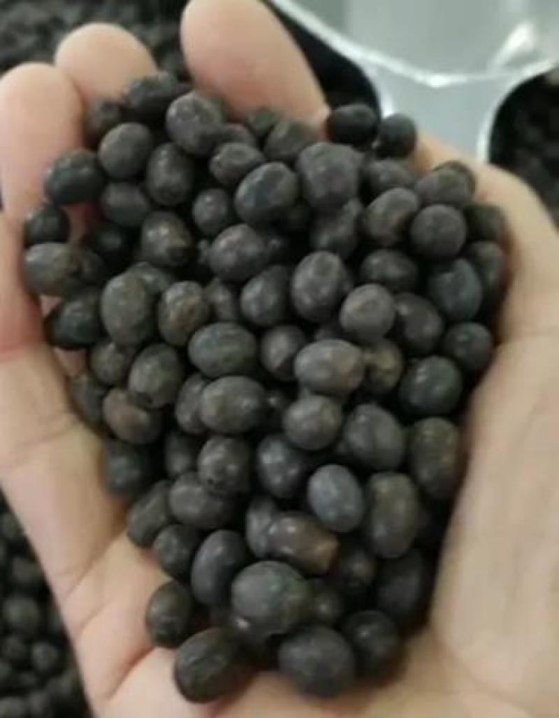 美人蕉种子红艳蕉小花美人蕉小芭蕉黄花庭院花籽易活花种籽子