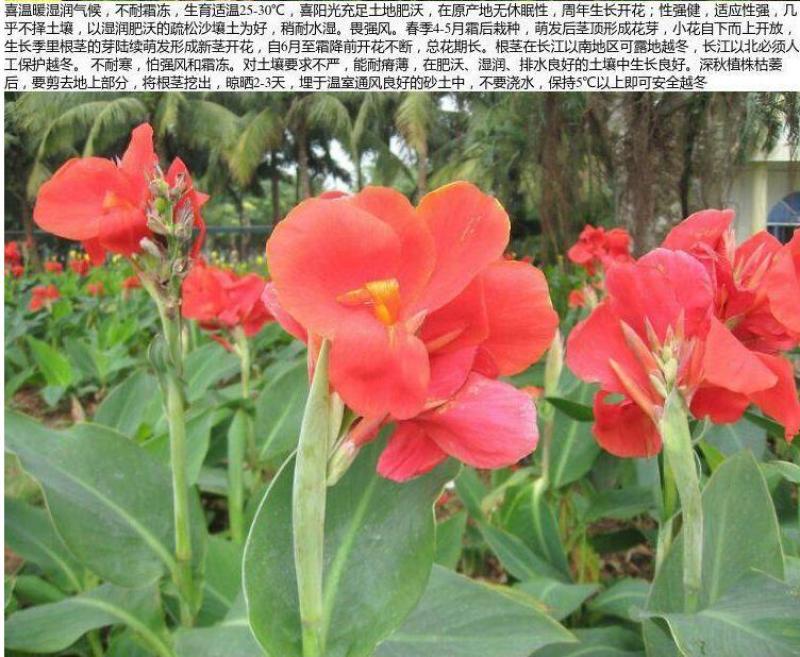 美人蕉种子红艳蕉小花美人蕉小芭蕉黄花庭院花籽易活花种籽子
