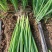 5月20号，下午陪客户订购葱苗品种齐全土豆茬麦茬抓紧