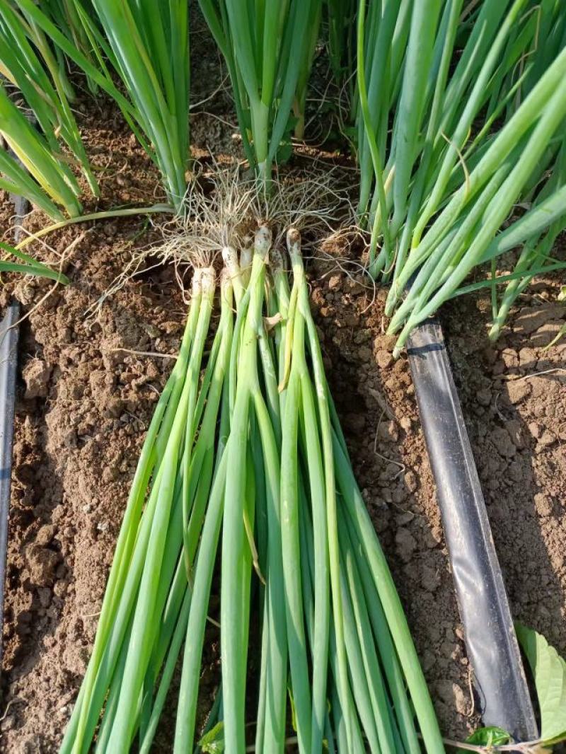 5月20号，下午陪客户订购葱苗品种齐全土豆茬麦茬抓紧