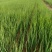 5月20号，下午陪客户订购葱苗品种齐全土豆茬麦茬抓紧