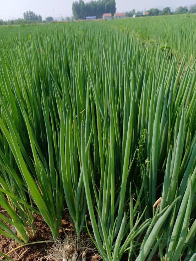 5月20号，下午陪客户订购葱苗品种齐全土豆茬麦茬抓紧