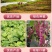 贵州今年新货雀蛋豆子农家自产花豆类云南金豆四季豆花生豆