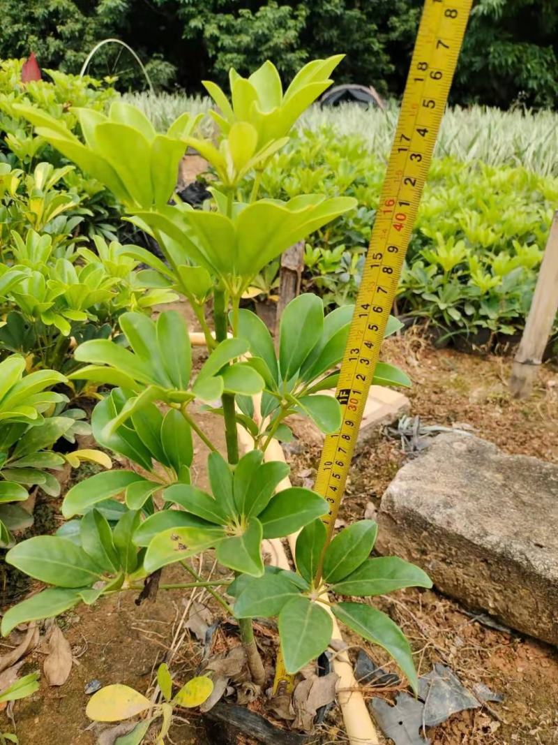 (推荐)大叶龙船花，小叶龙船花，本地龙船花，各种品种齐全