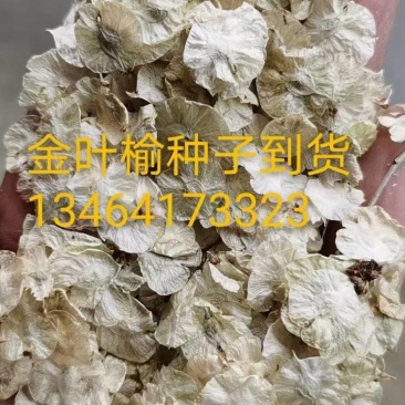 金叶榆种子