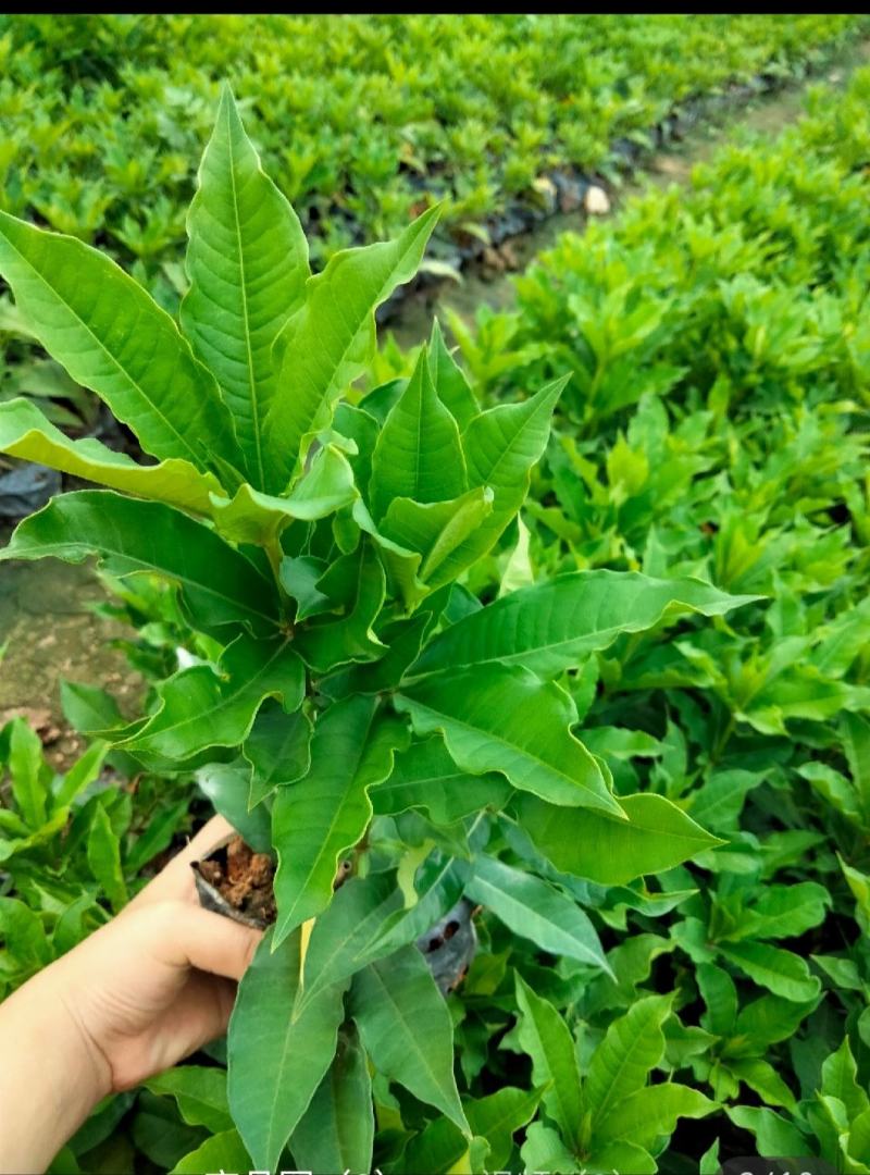 (推荐)肾蕨，苗圃基地品种齐全高20至35冠幅15至25